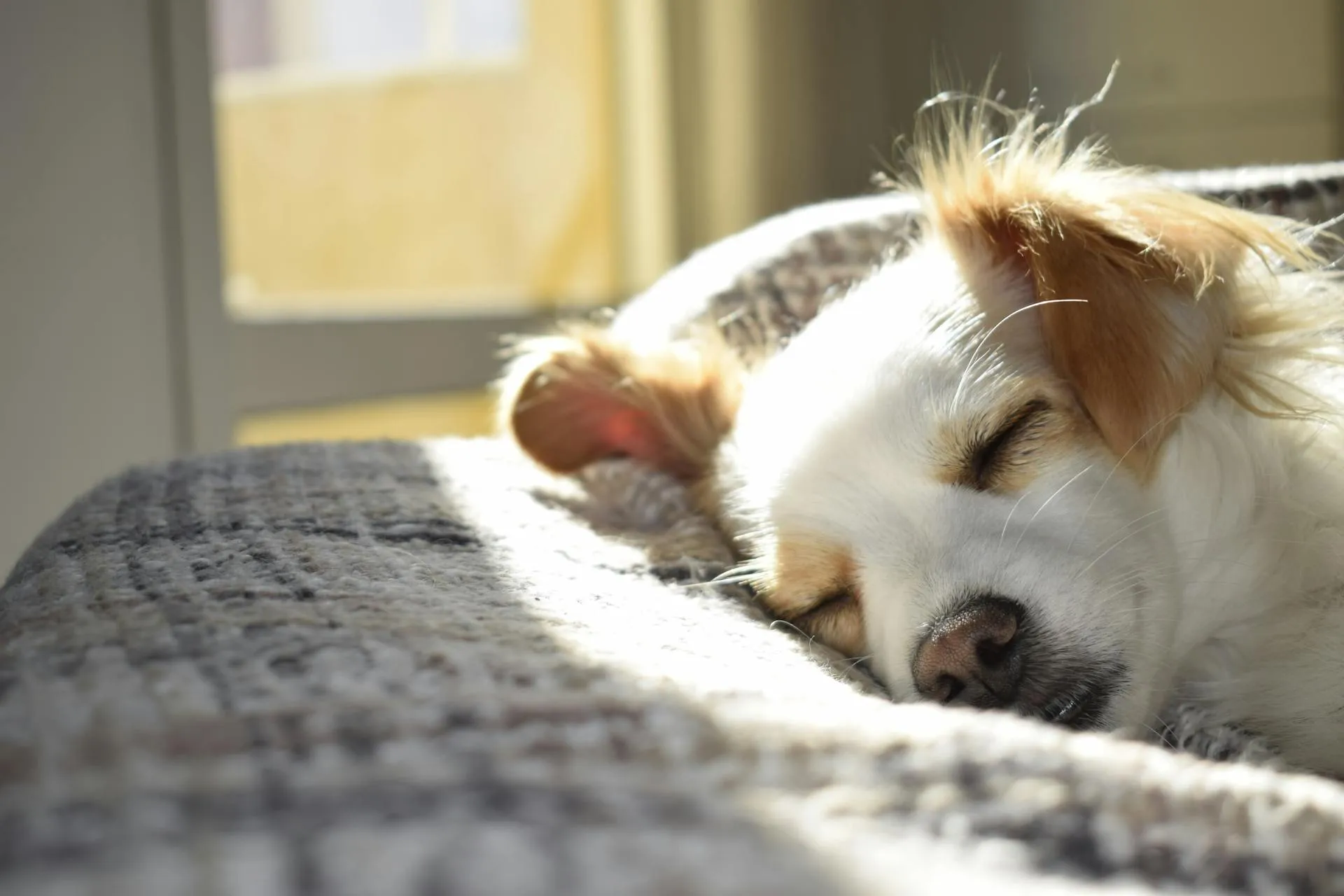 When Your Pet Dies Alone: Processing the Guilt