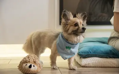 When to Remove Pet Belongings After Death: A Gentle Guide