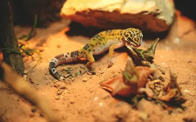 When to Say Goodbye: Reptile Euthanasia & Aftercare Guide