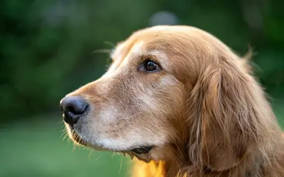 Why Adopt a Senior Pet: 8 Life-Changing Reasons