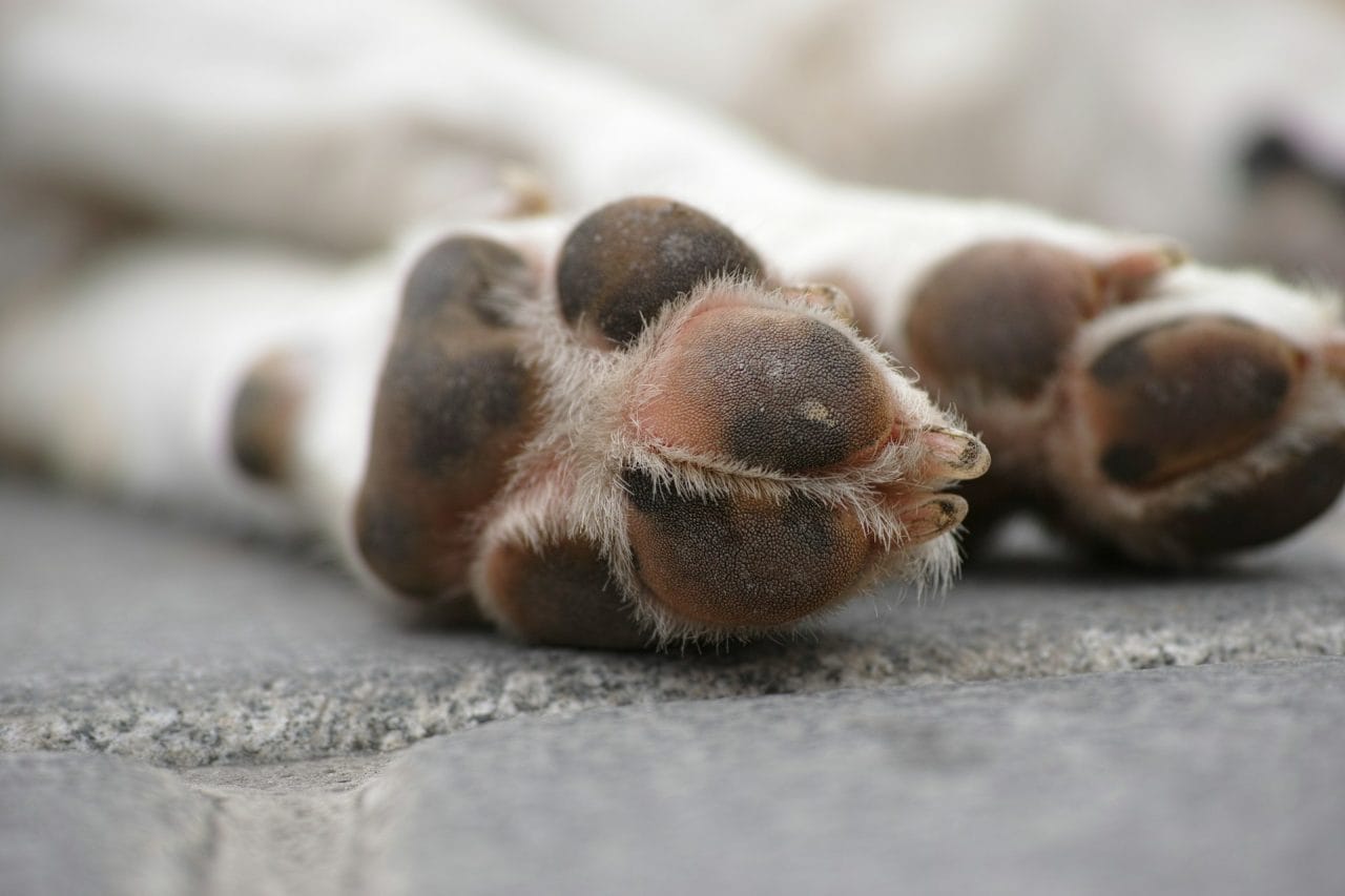 How to Make a Dog Paw Print in Plaster: A Lasting Memorial