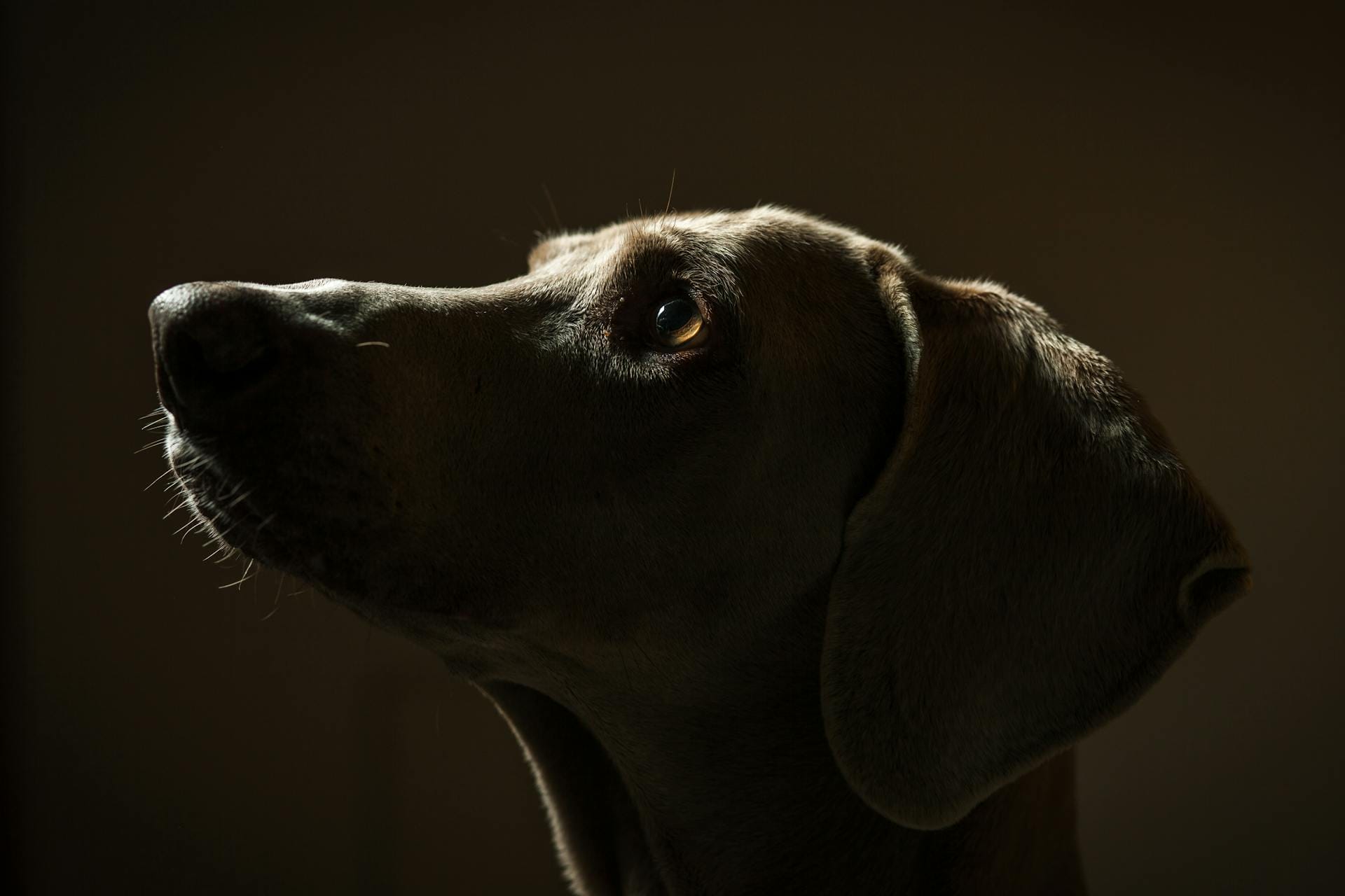 Talking to Your Pet After They Pass Away: Is It Healthy?