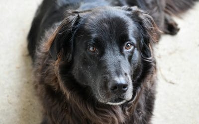 Senior Pet Anxiety: Comfort Tools to Calm Sick Pets