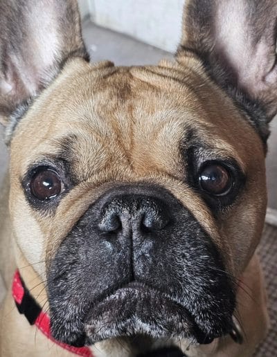 Hugo