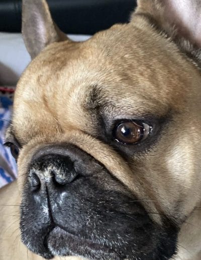 Hugo