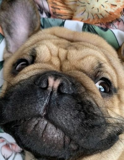 Hugo
