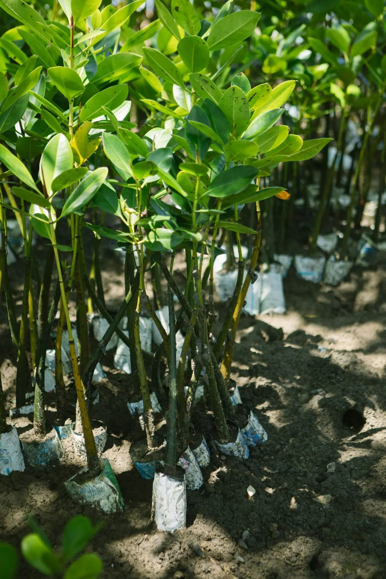 Mangrove trees planted at a restoration site in Kenya
