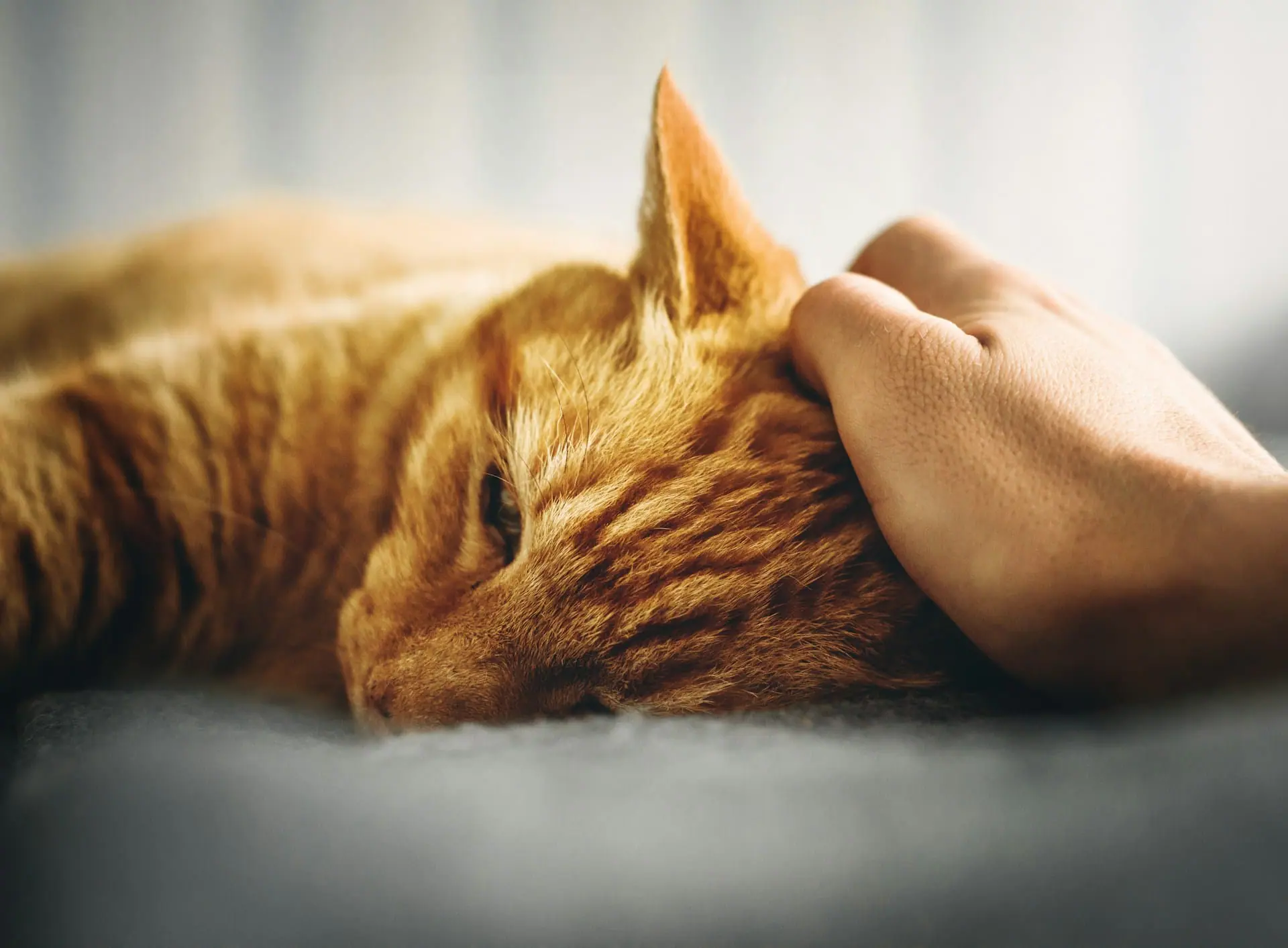 How Much Does It Cost to Put a Cat Down?