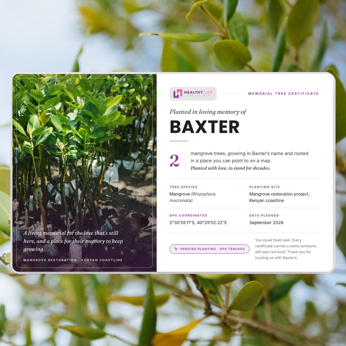 Love, Baxter for Pet Businesses 4 Love, Baxter memorial tree planting service with branded certificates