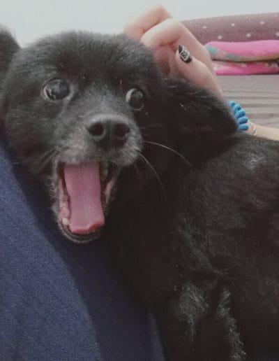 Papoy