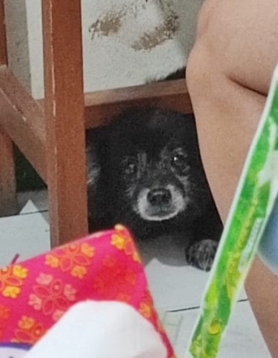 Papoy