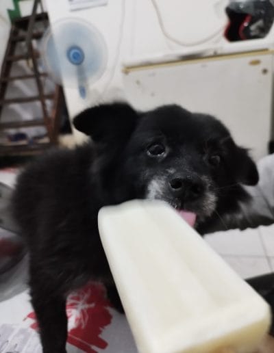 Papoy