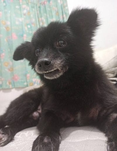 Papoy
