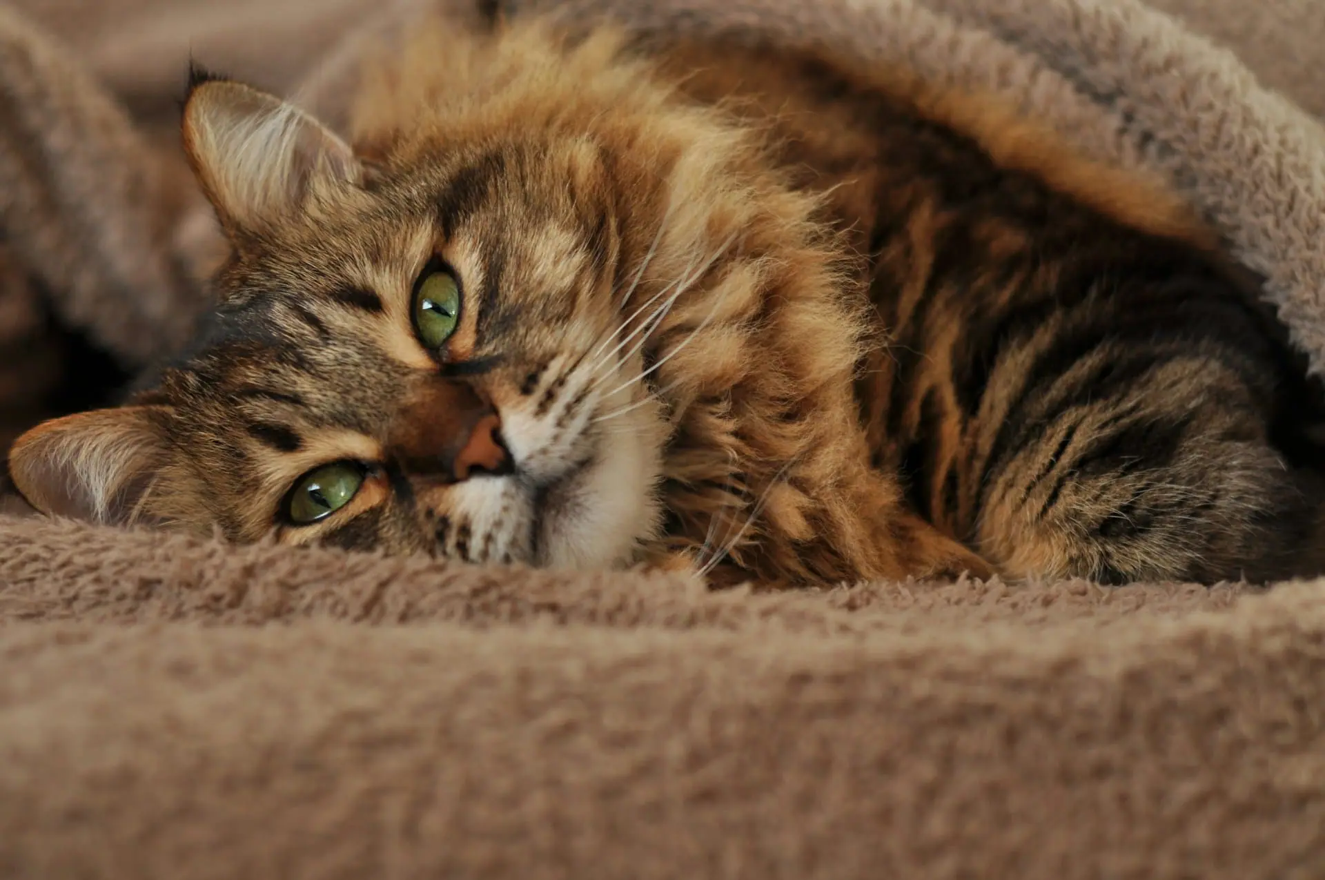 Signs Your Cat Is Dying – What to Watch For Signs Your Cat Is Dying: What to Watch For