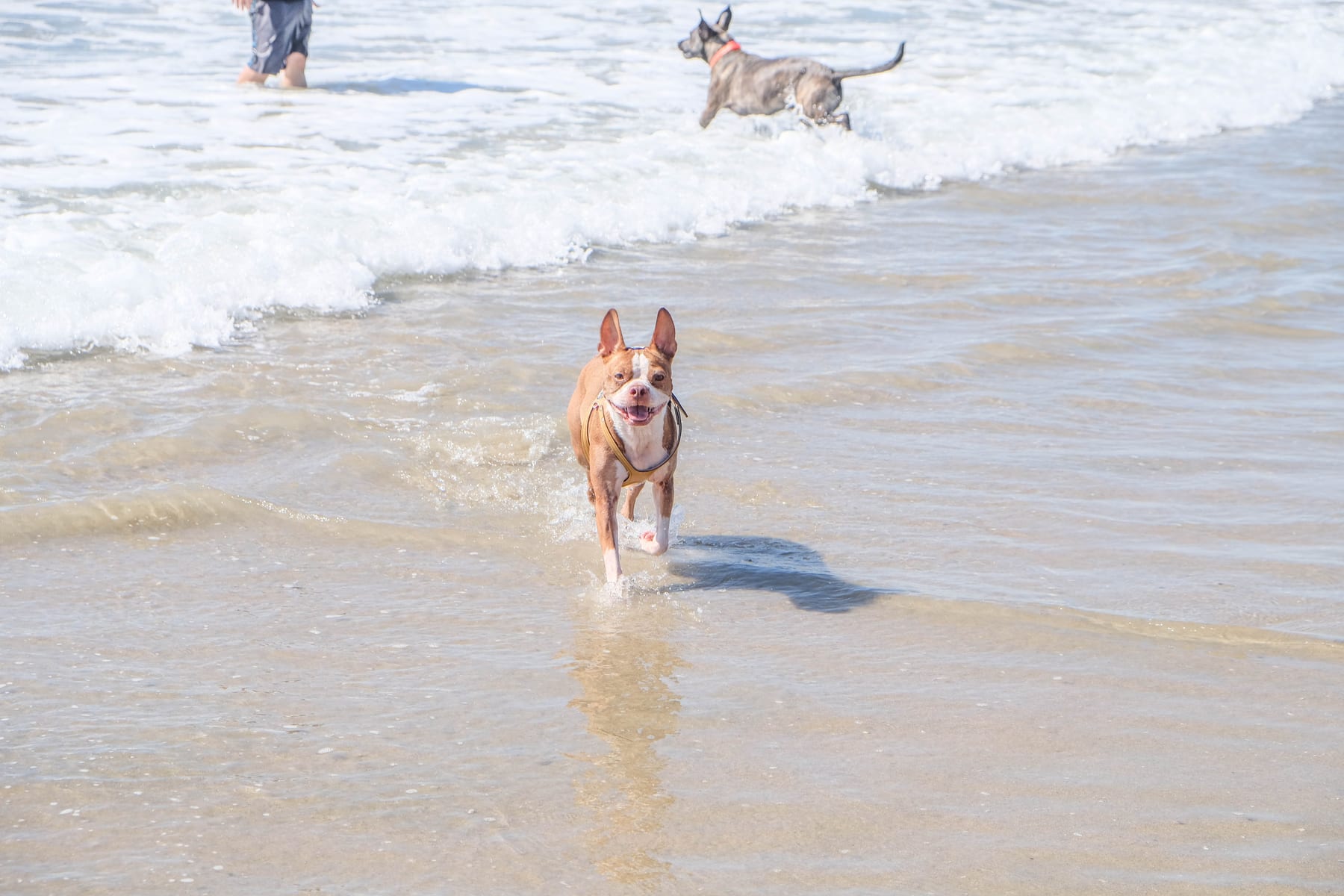 Baxter running through shallow surf at the beach