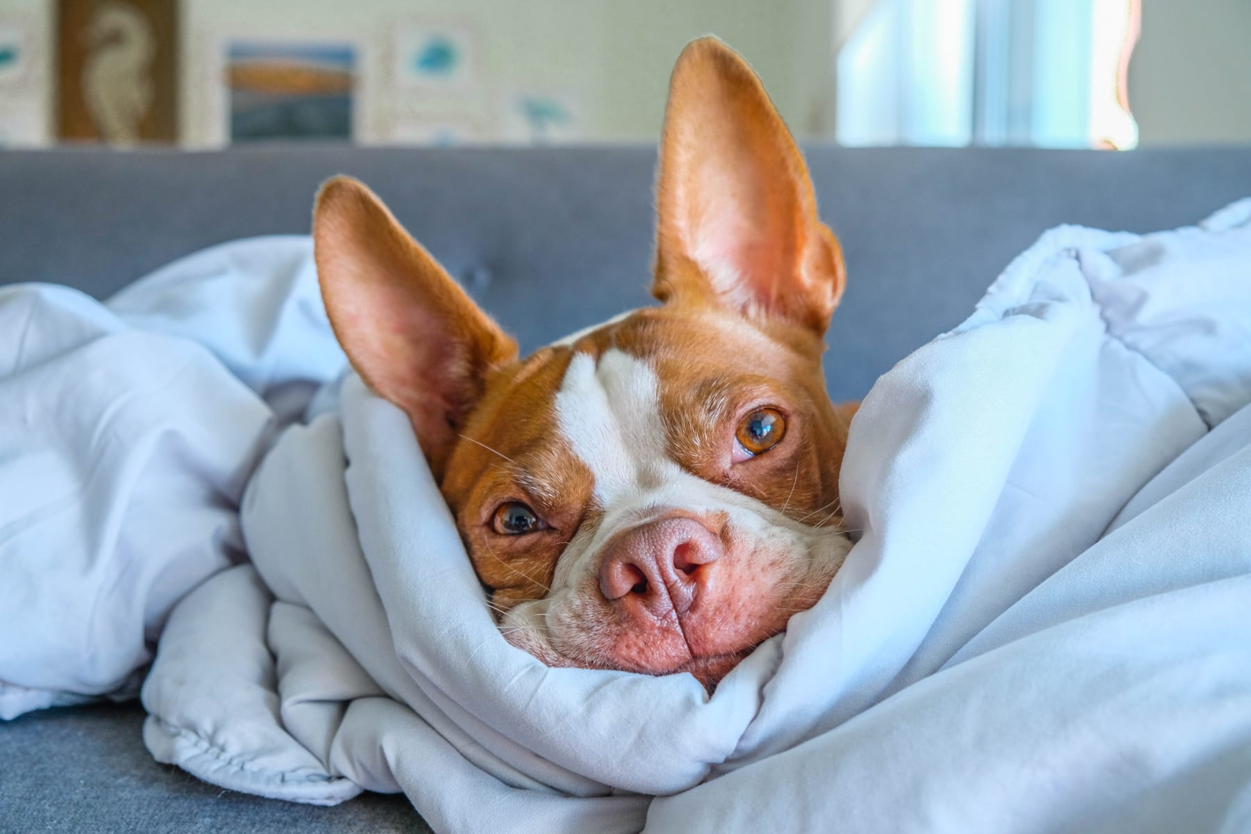 Baxter wrapped in a grey blanket on the couch, looking at the camera