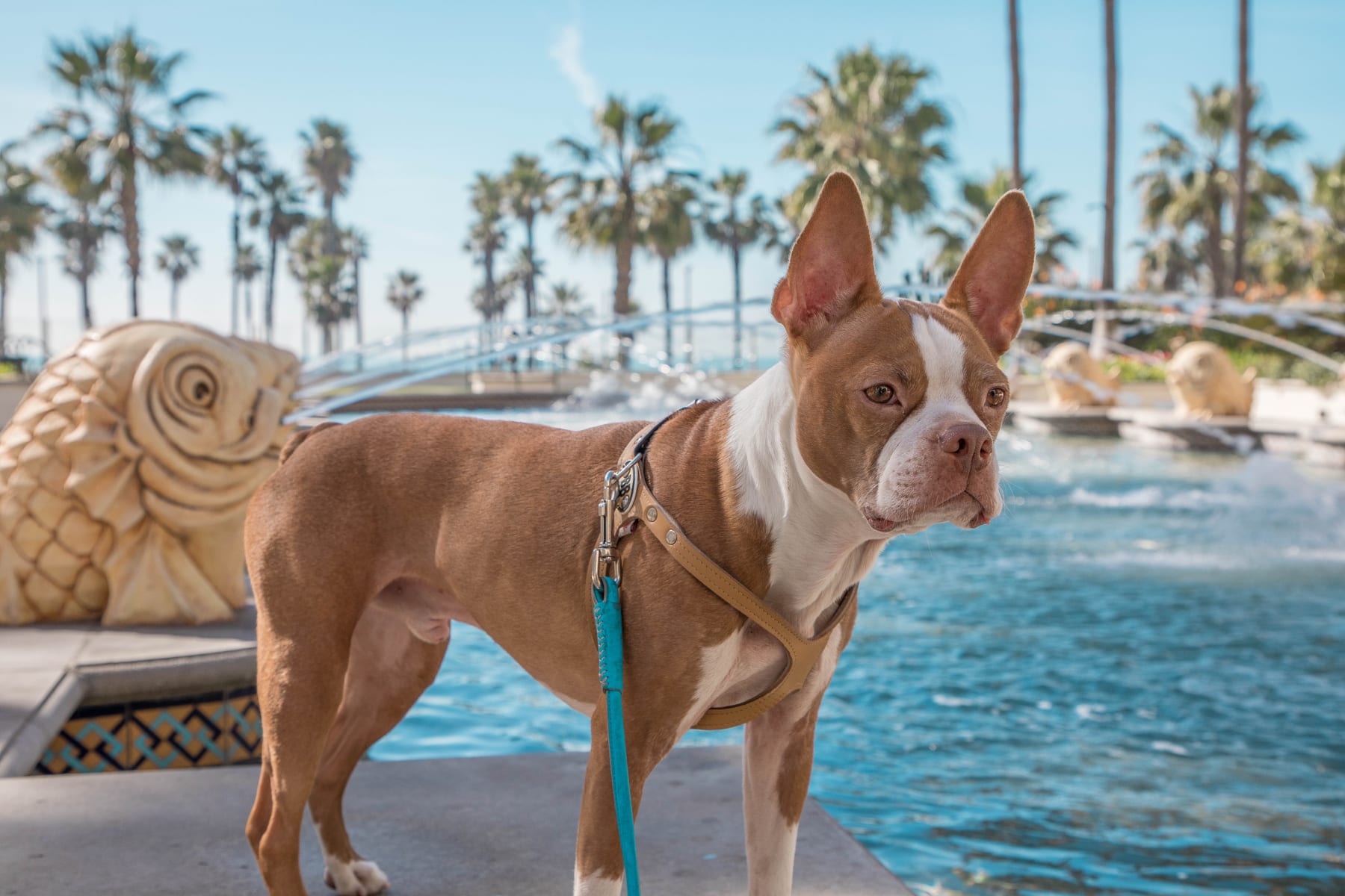 Baxter standing in front of a fountain and palm trees, wearing a harness