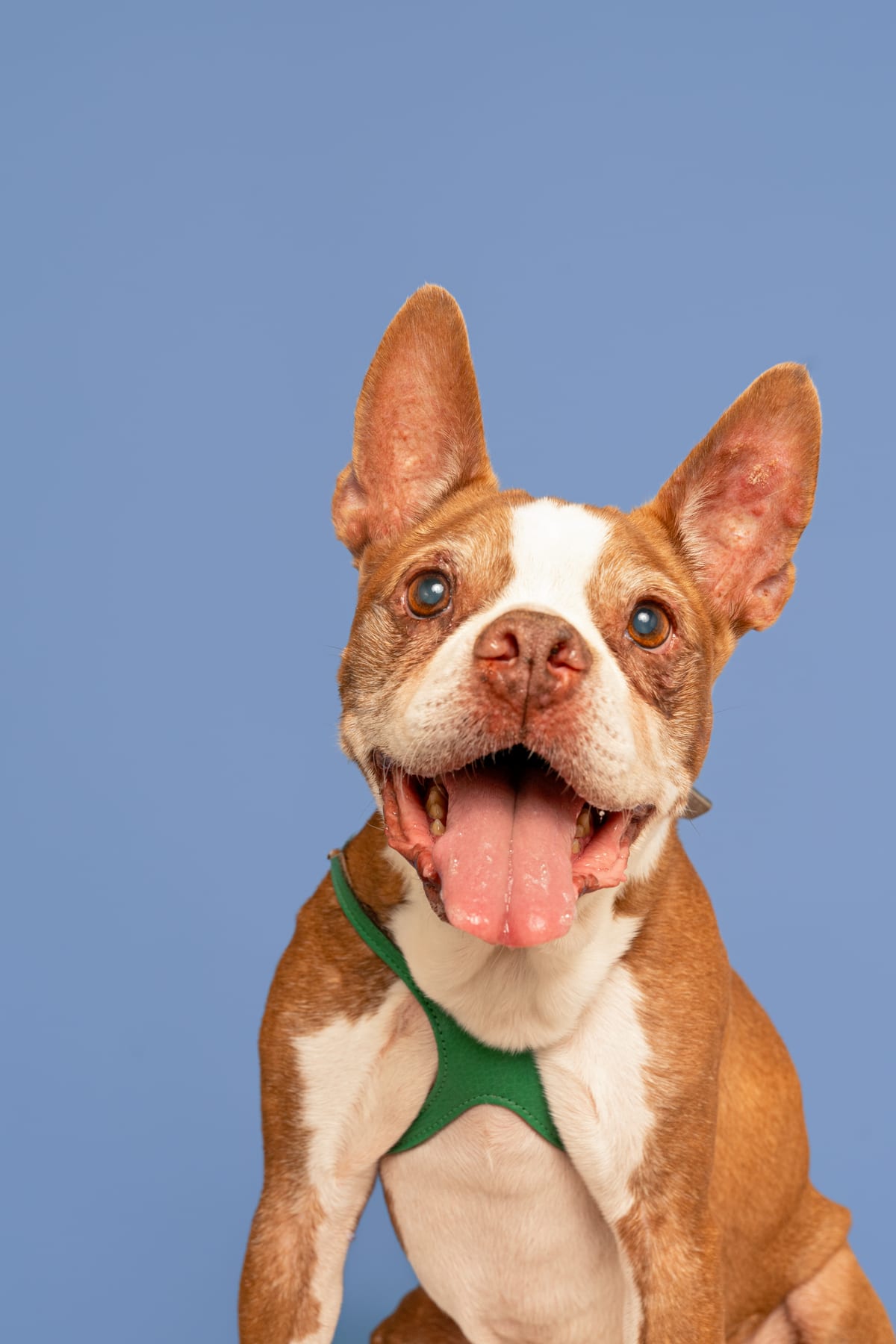 Baxter, a red and white Boston Terrier, smiling at the camera in a green harness