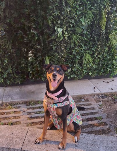 Cali