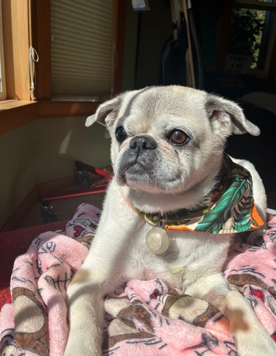 Matteo